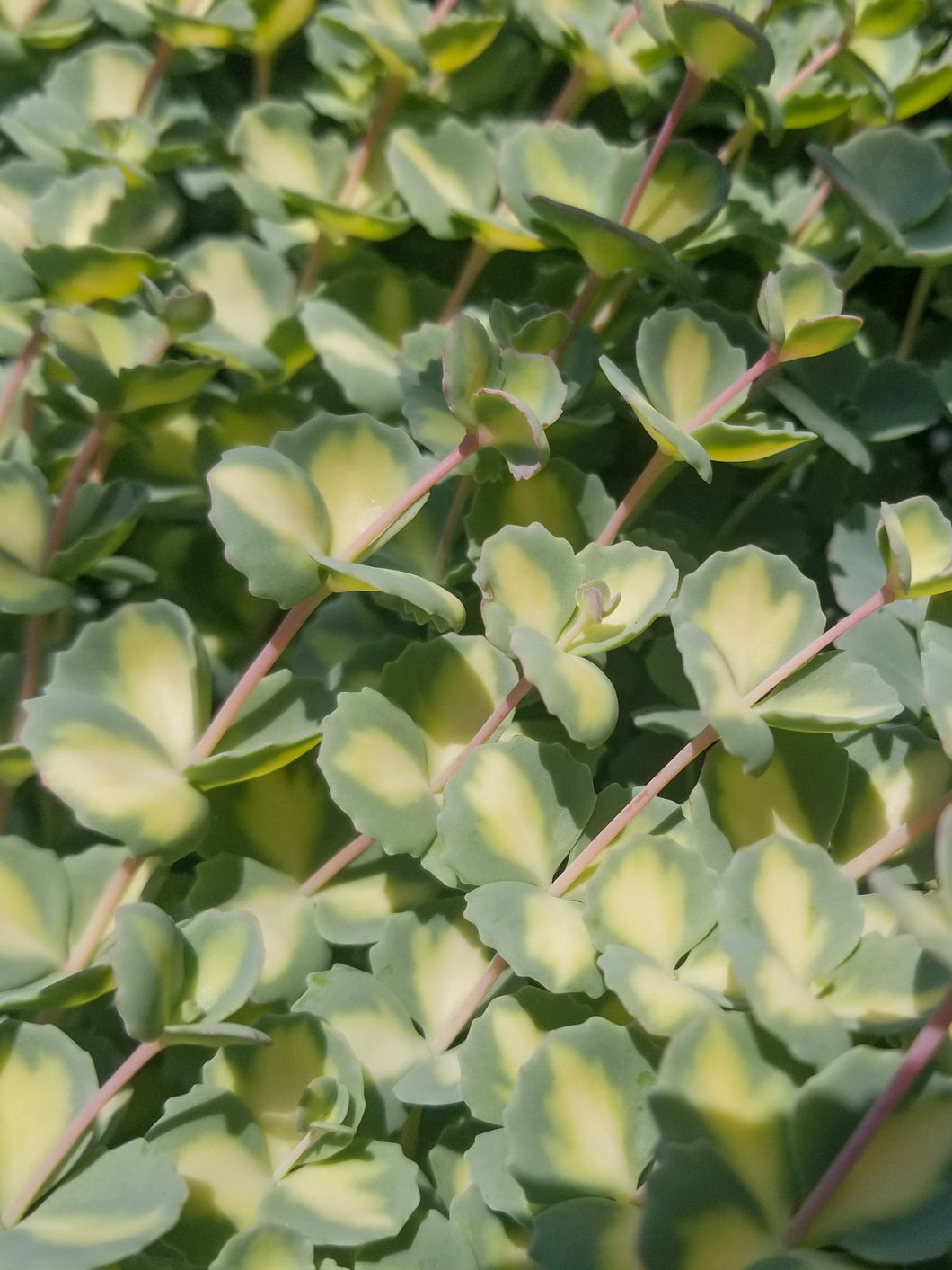 Sedum sieboldii variegata (Variegated Stonecrop)