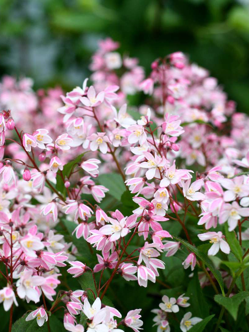 Deutzia x Yuki Cherry Blossom® (Deutzia), pink flowers