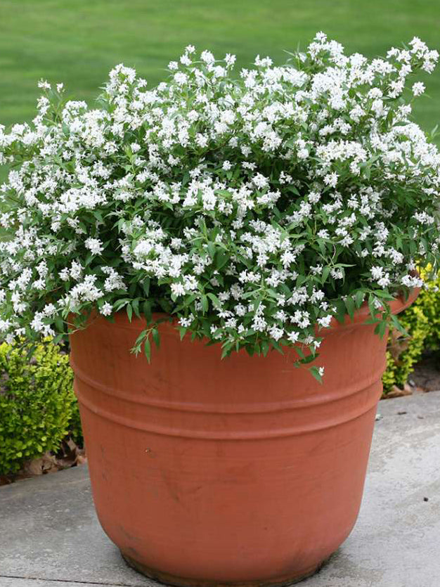 Deutzia x Yuki Snowflake® (Deutzia), white flowers