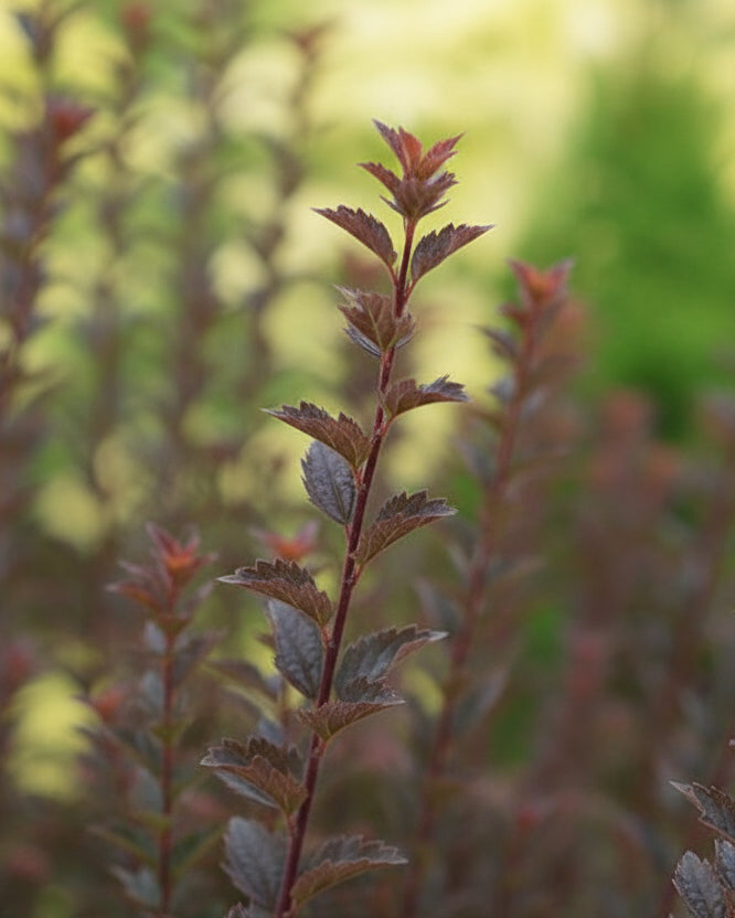 Dwarf Ninebark (Physocarpus o. Tiny WineÂ®)
