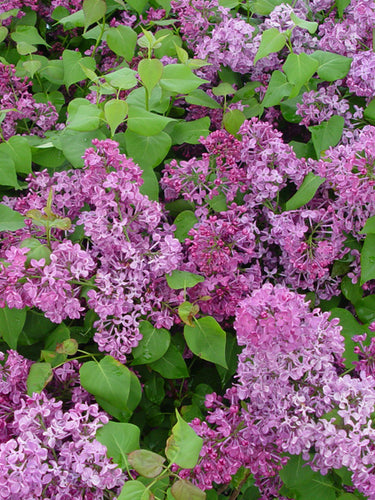 Syringa x hyacinthiflora ‘Pocahontas’ (Lilac)