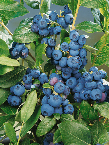Highbush Blueberry (Vaccinium cor. 'Patriot')